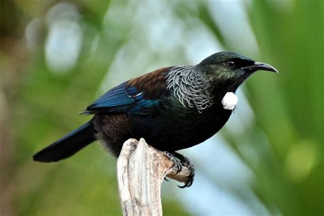 Tui Birds: A Symbol of Resilience and Adaptability
